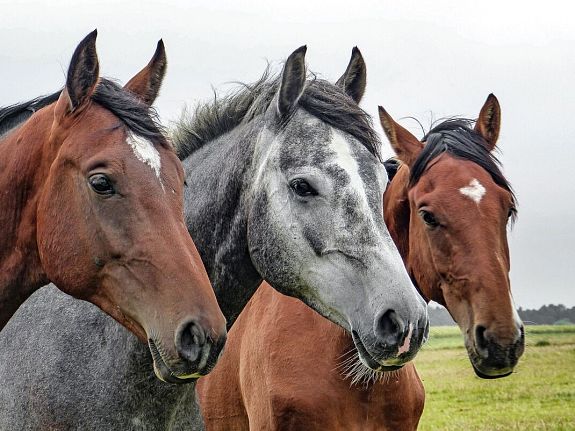 Zdjęcie przedstawia trzy konie różnej masci